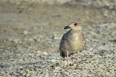 Larus cachinnans