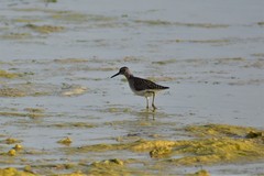 Tringa glareola