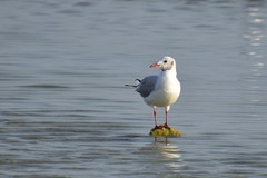 Chroicocephalus ridibundus