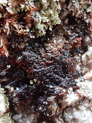 Frullania fragilifolia