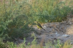 Motacilla flava