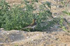 Motacilla flava