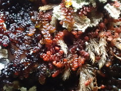 Frullania fragilifolia