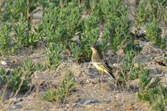 Motacilla flava