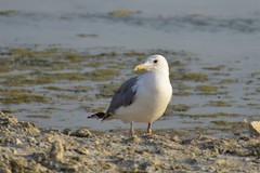 Larus cachinnans