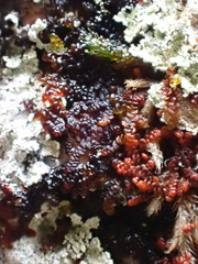 Frullania fragilifolia