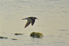 Tringa glareola