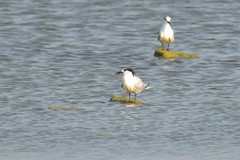 Thalasseus sandvicensis
