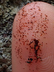 Frullania fragilifolia