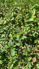 Persicaria longiseta