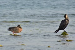 Anas platyrhynchos