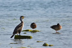 Phalacrocorax carbo