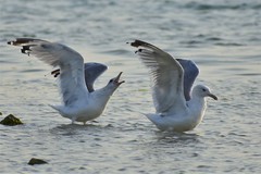 Larus cachinnans