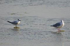 Thalasseus sandvicensis