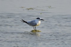 Thalasseus sandvicensis