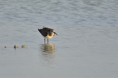 Calidris ferruginea
