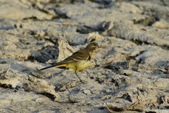 Motacilla flava