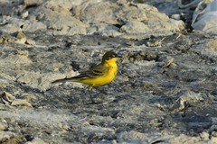 Motacilla flava