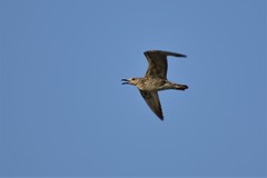 Larus cachinnans