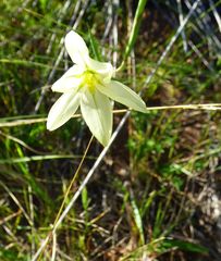 Moraea bulbillifera