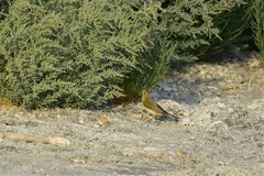Phylloscopus trochilus