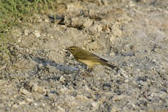 Phylloscopus trochilus