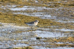Calidris minuta