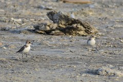 Charadrius alexandrinus