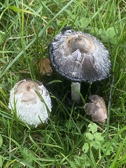 Coprinus comatus