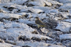 Motacilla flava