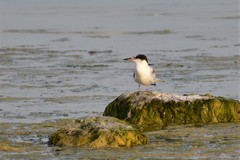 Sterna hirundo