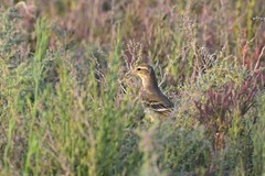 Motacilla flava