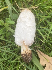 Coprinus comatus