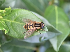 Helophilus pendulus