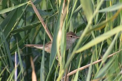 Acrocephalus