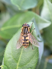 Helophilus pendulus