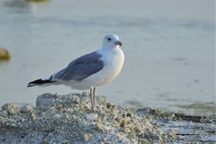Larus cachinnans