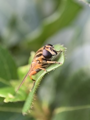 Helophilus pendulus