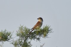 Lanius collurio