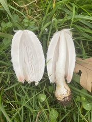 Coprinus comatus