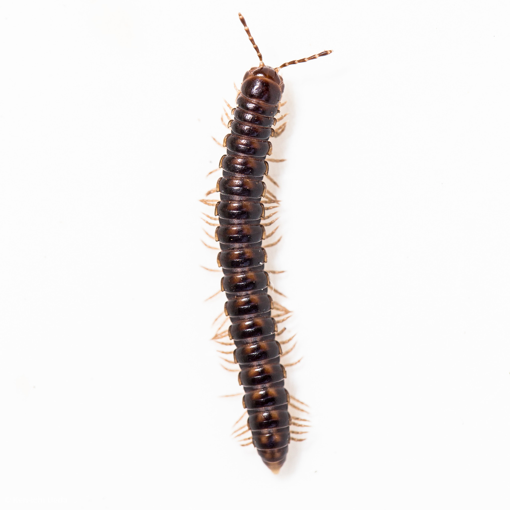 Millipede