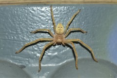 Olios sericeus