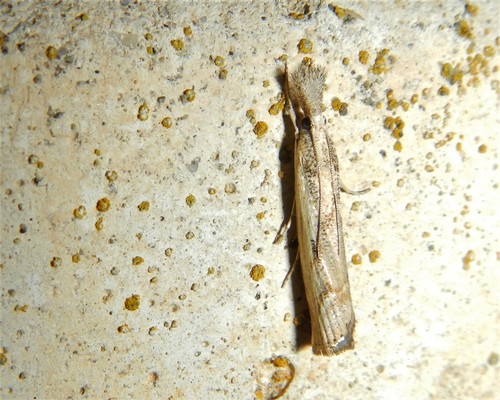 Elbow-striped Grass-veneer