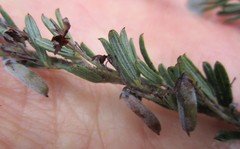 Indigofera rhodantha