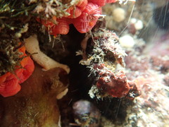 Bornella stellifera