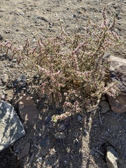 Salsoleae
