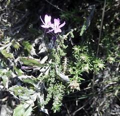 Jamesbrittenia calciphila