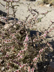 Salsoleae