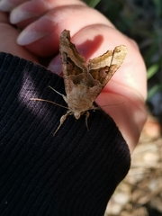 Phlogophora meticulosa