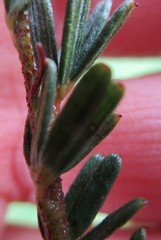 Indigofera rhodantha